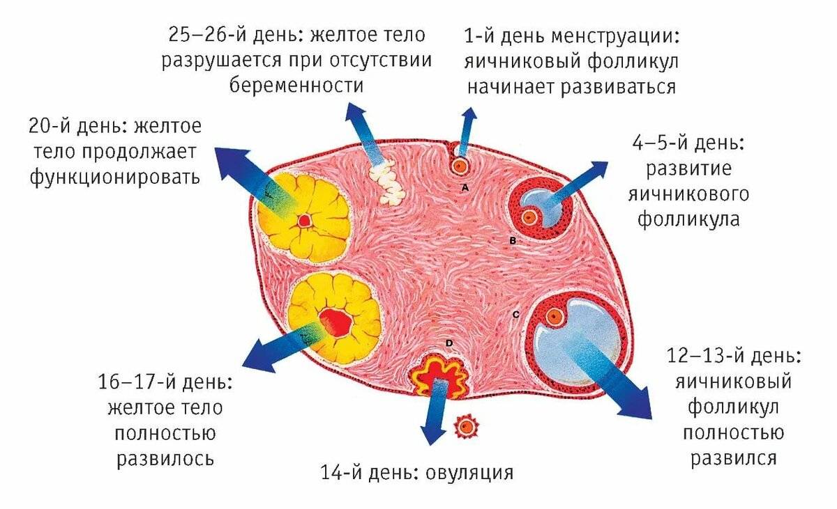 Фолликулы в яичниках – нормы и количество, что это такое и сколько их должно быть