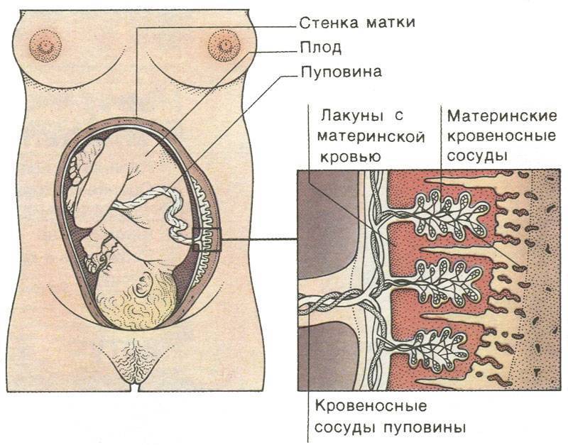 Пуповина при беременности: особенности и патологии