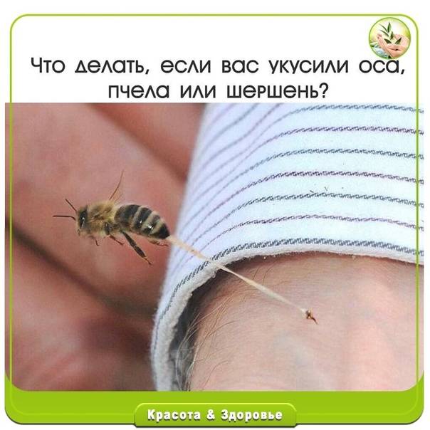 Укус пчелы первая помощь детям