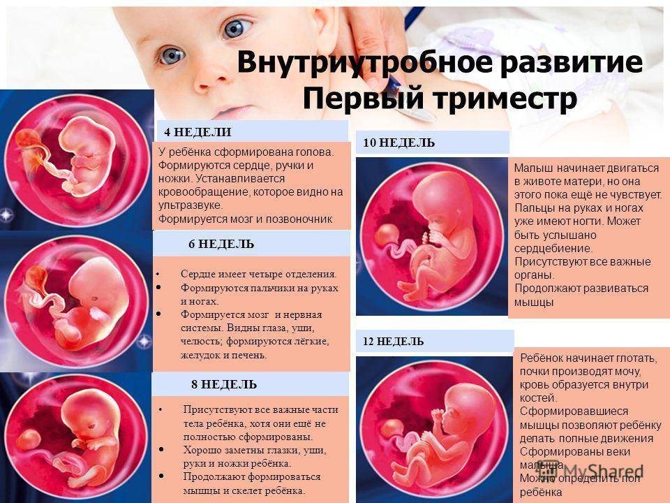 3 неделя беременности: что происходит с эмбрионом, развитие и размер плода, ощущения и выделения после зачатия / mama66.ru