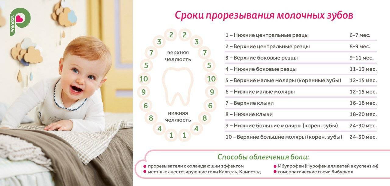 Порядок прорезывания зубов у ребенка