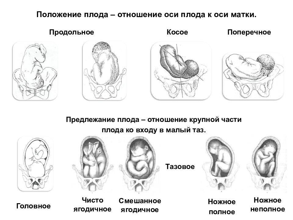 Беременность по неделям | развитие плода по неделям беременности: фото, описание и ощущения женщин на разных этапах беременности