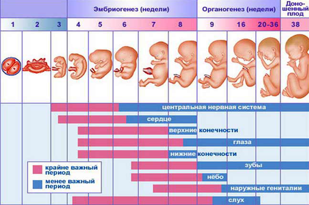 Четвертая беременность: особенности ее течения, как проходят роды