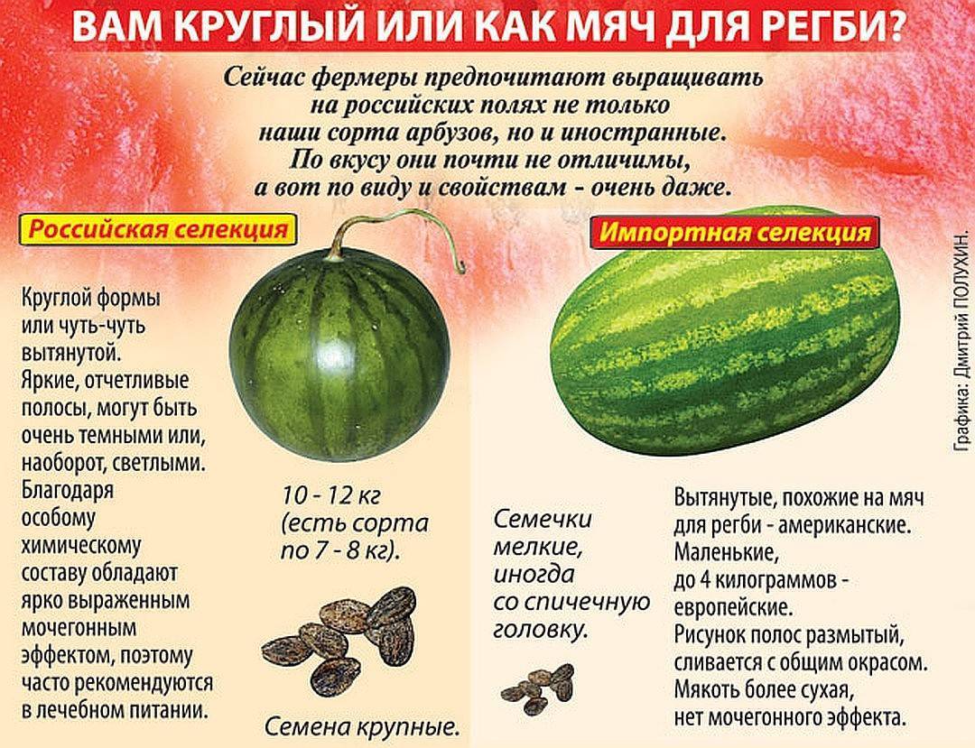 Продолжаем прикорм дыня и арбуз- энциклопедия детское питание