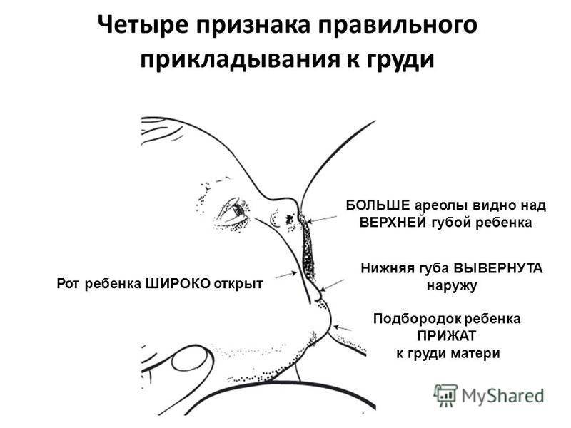 Как правильно прикладывать ребенка для кормления к груди: видео, фото
