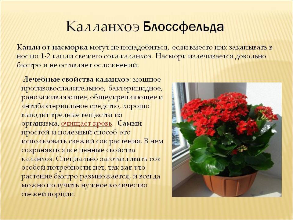 Каланхоэ от насморка ребенку: инструкция и пропорции / mama66.ru