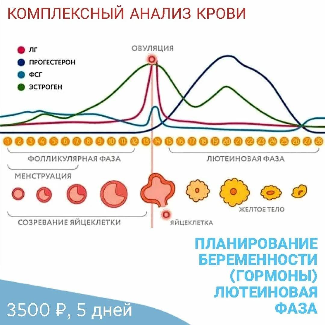 Повышен прогестерон в лютеиновой фазе: причины и способы нормализации