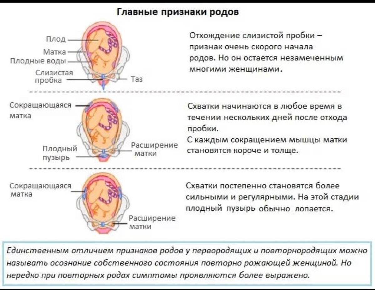 Через сколько начинаются роды после отхождения пробки? как отходит и выглядит пробка при беременности?