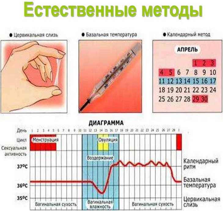 Овуляция после родов: когда наступает, особенности, причины отсутствия