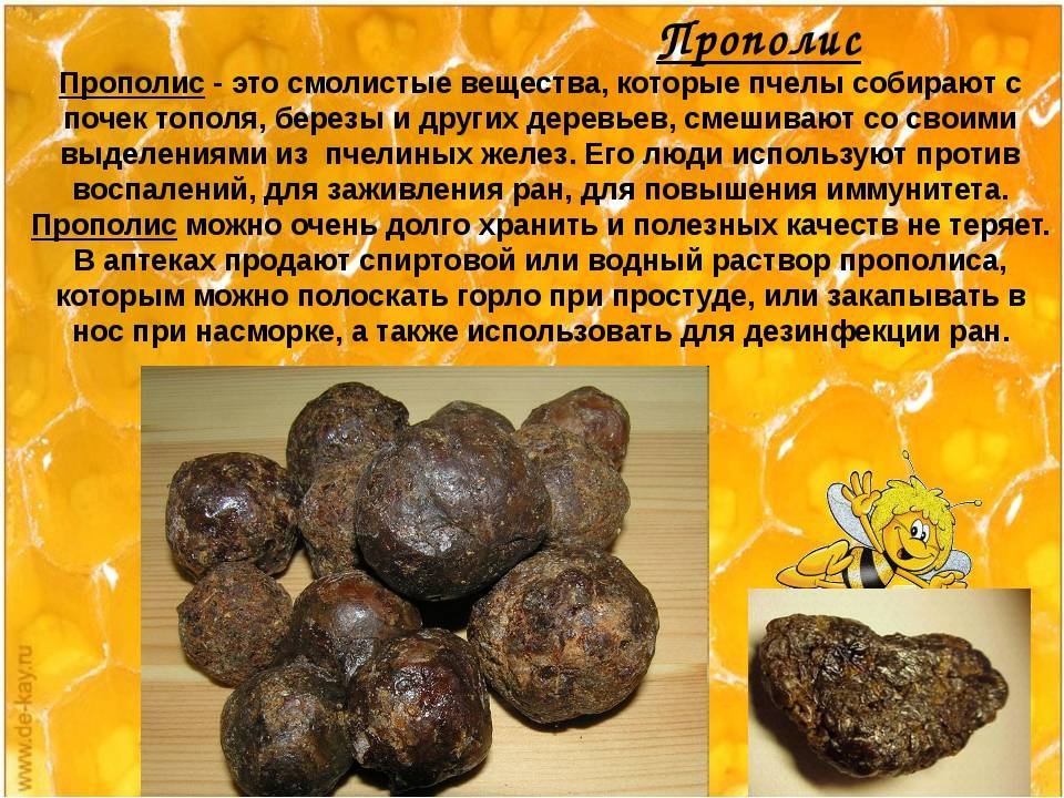 Прополис