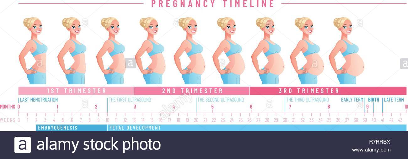 На каком сроке беременности начинает расти живот? скорость роста по триместрам
 - spuzom.com