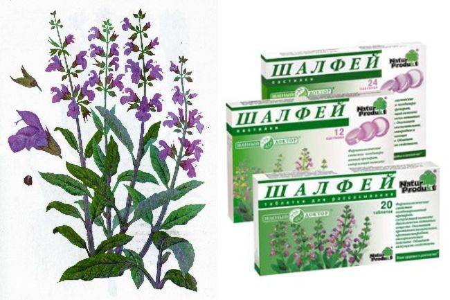 Как пить шалфей для зачатия и насколько эффективно это средство?