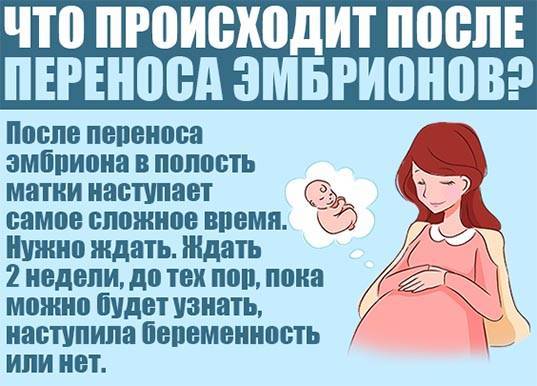 Запор после подсадки эмбрионов: упражнения и продукты для лечения | plastika-info.ru