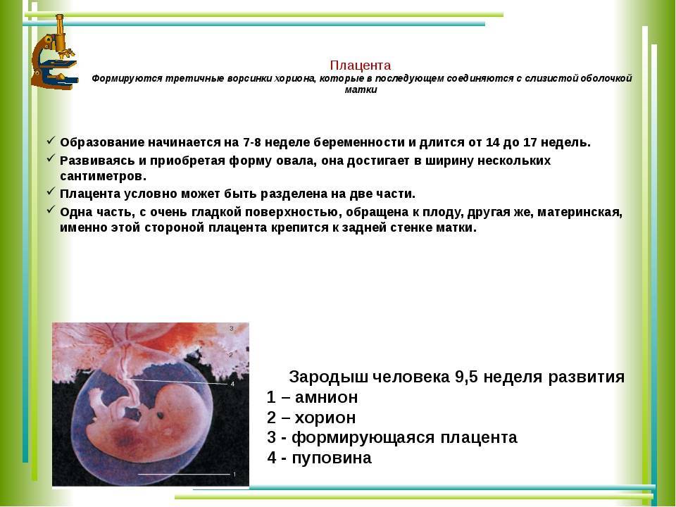 Когда формируется плацента при беременности?