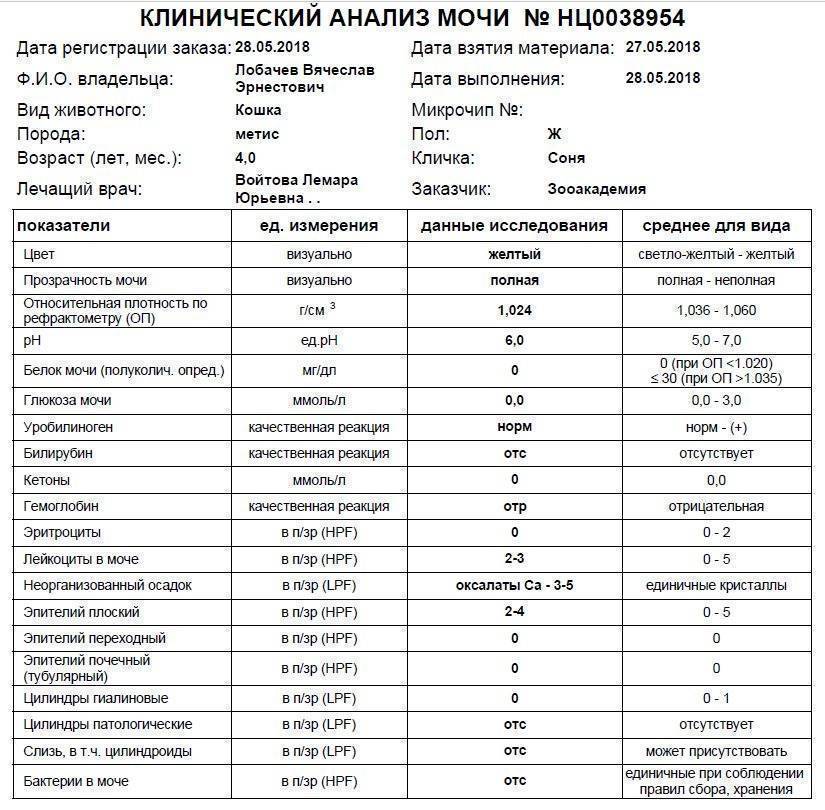Эпителий в моче у ребенка: 11 частых причин появления, норма и отклонения