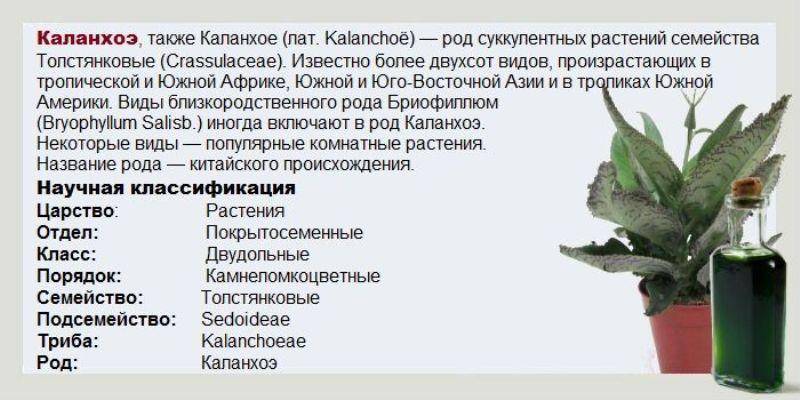 Каланхоэ от насморка: как капать в нос лечебный сок и делать ингаляции, можно ли применять при беременности и использовать спиртовую настойку детям и фото растения selo.guru — интернет портал о сельском хозяйстве