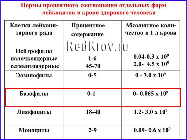 Причины повышенного и пониженного содержания базофилов в крови ребенка: чем грозит отклонение от нормы?