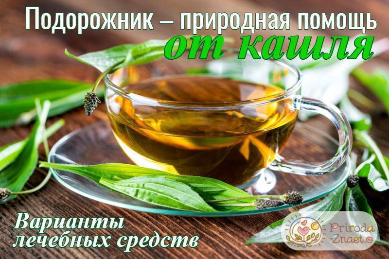 Подорожник от кашля: способы применения и рецепты
