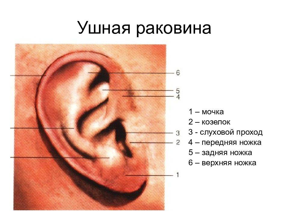 Красная ушная раковина у ребенка что делать. действия родителей, если у ребенка опухло и покраснело ухо