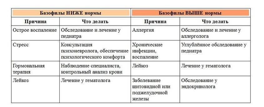Базофилы повышены у взрослого: о чем это говорит, причины