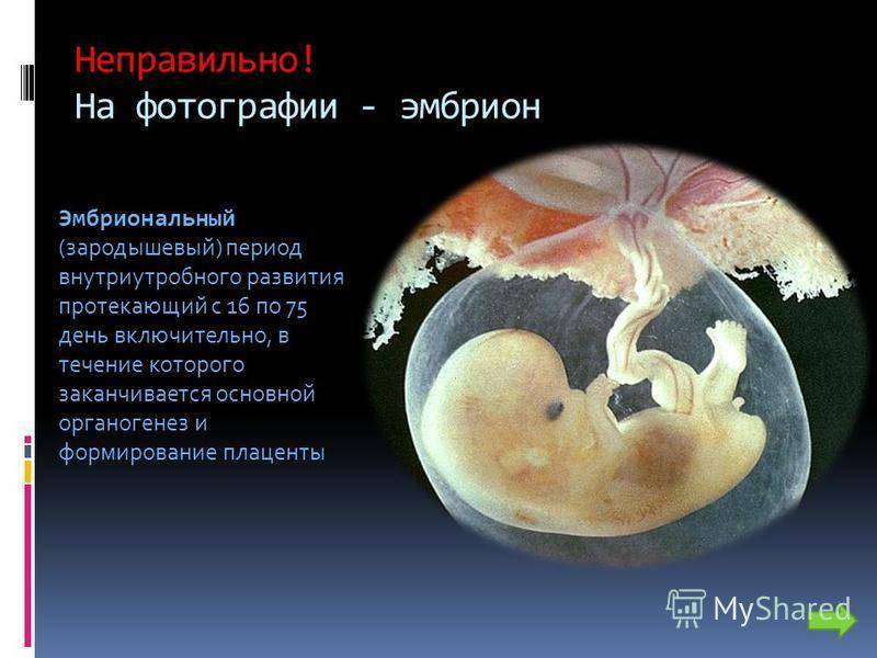 Когда и как происходит формирование плаценты