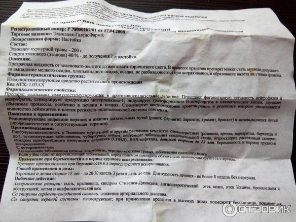 Трава эхинацея для иммунитета
