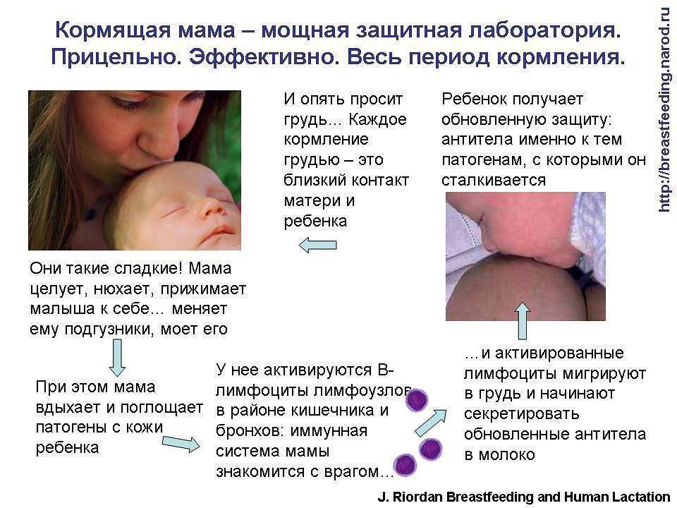Герпес на груди у кормящей мамы: фото, можно ли кормить грудью при герпесе на соске, на губе, при генитальном герпесе, лечение при лактации | thegerpes.ru