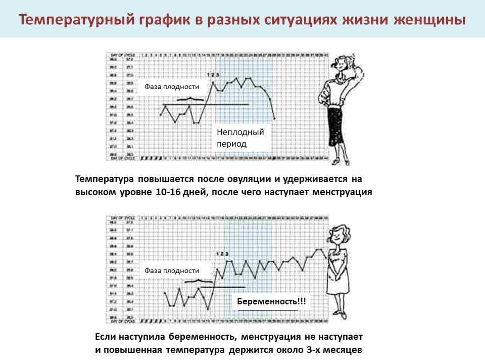 Базальная температура норма перед месячными и на ранних сроках беременности: графики