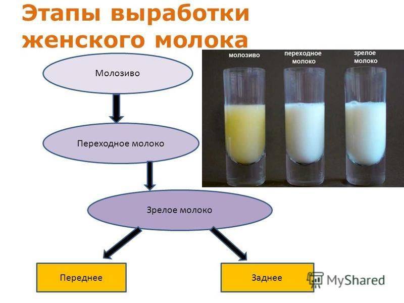 Грудное молоко прозрачное как вода: почему так происходит
грудное молоко прозрачное как вода: почему так происходит