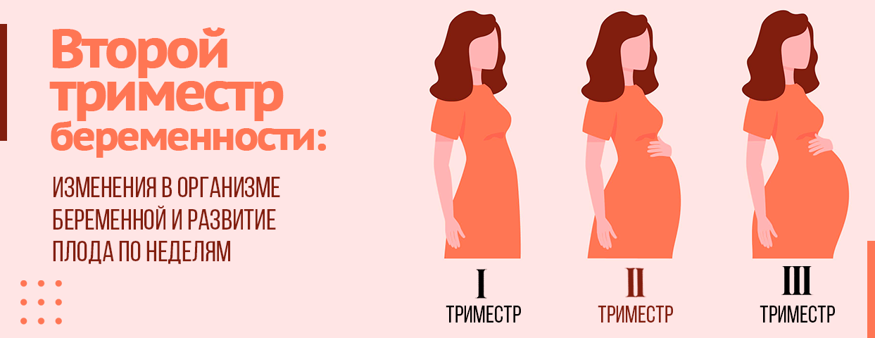 3 (третий) триместр беременности: с какой недели начинается, развитие плода, самочувствие женщины