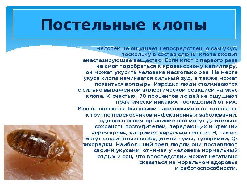 Укусы клопов у детей: фото постельного насекомого, симптомы, описание, как выглядят и что делать?
