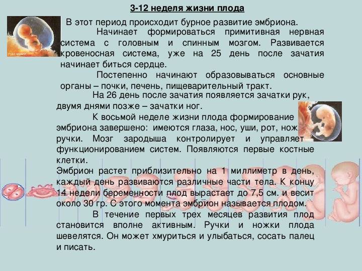 На каком сроке виден пол ребенка на узи диагностике, когда уже можно узнать, кто у вас будет?