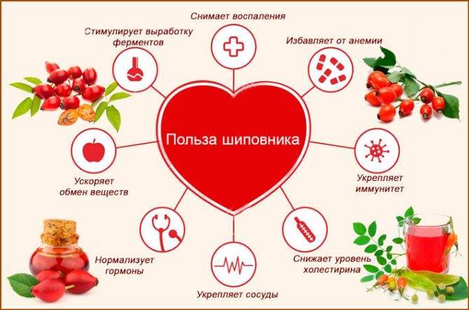 Компот из шиповника при грудном вскармливании